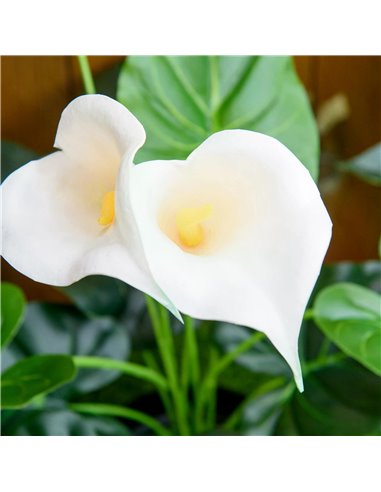 HOMCOM Set of 2 Artificial Realistic Calla Lily Flower, Faux Decorative Plant in Nursery Pot for Indoor Outdoor Décor, 55cm 830-