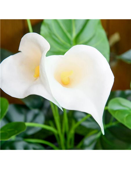 HOMCOM Set of 2 Artificial Realistic Calla Lily Flower, Faux Decorative Plant in Nursery Pot for Indoor Outdoor Décor, 55cm 830- - pic 97406 | FastDaddyshop