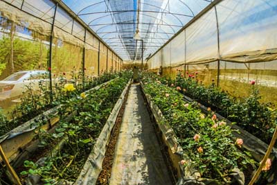 Aluminium greenhouse with adjustable vents, ideal for UK gardens and year-round plant cultivation.